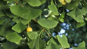 To drzewo jest "żywą skamieliną". Jego nasiona są jadalne i zdrowe