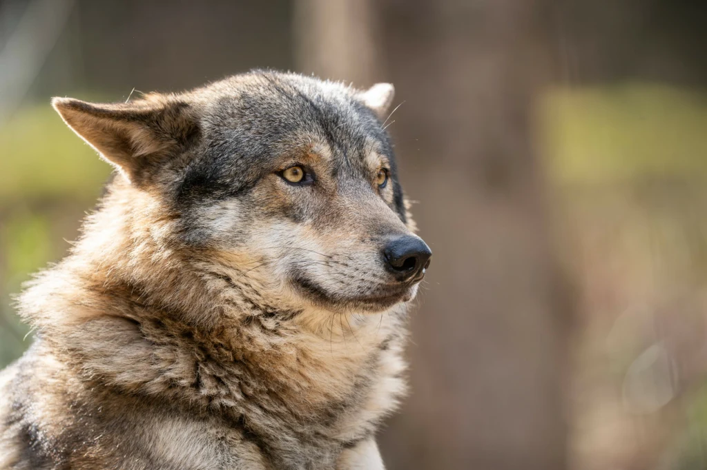 W Brandenburgii odnotowano spadek liczby wilków i zajmowanych przez nie terytoriów W Brandenburgii odnotowano spadek liczby wilków i zajmowanych przez nie terytoriów