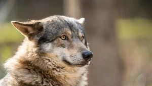 Nagły wzrost liczby wilków u sąsiada Polski? Nie ma powodów do ekscytacji