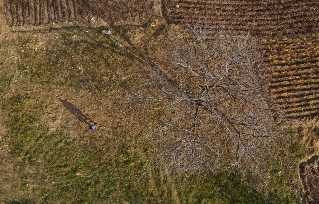 Orzech włoski uważany jest za drzewo długowieczne. W Kirgistanie coś zaczęło niszczyć lasy