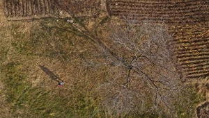 Orzechowy las wymiera. To największy na świecie gaj długowiecznych drzew