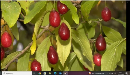 Czysta Polska - odcinek 237