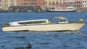 Delfin zadomowił się w nietypowym miejscu. Naukowcy boją się o jego życie