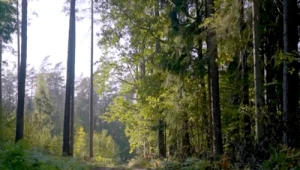 Pomagają zrozumieć puszczę. Jak rozwija się Akademia Dziki Wschód?