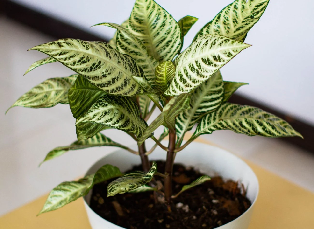 Ciekawa alternatywa dla skrzydłokwiatu. Dlaczego warto uprawiać difenbachię? Ciekawa alternatywa dla skrzydłokwiatu. Dlaczego warto uprawiać difenbachię?