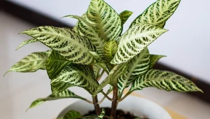 Skrzydłokwiat ciągle usycha? Ta alternatywa jest łatwiejsza w uprawie