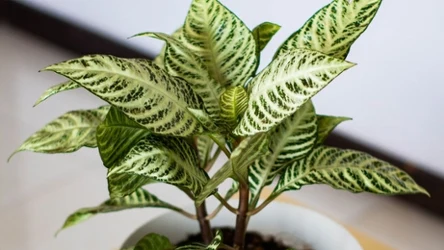 Ciekawa alternatywa dla skrzydłokwiatu. Dlaczego warto uprawiać difenbachię?