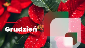 Grudzień to czas pielęgnacji roślin doniczkowych