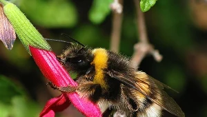 Owady znów zaskoczyły. Trzmiele rozumieją język, którym się posługujemy
