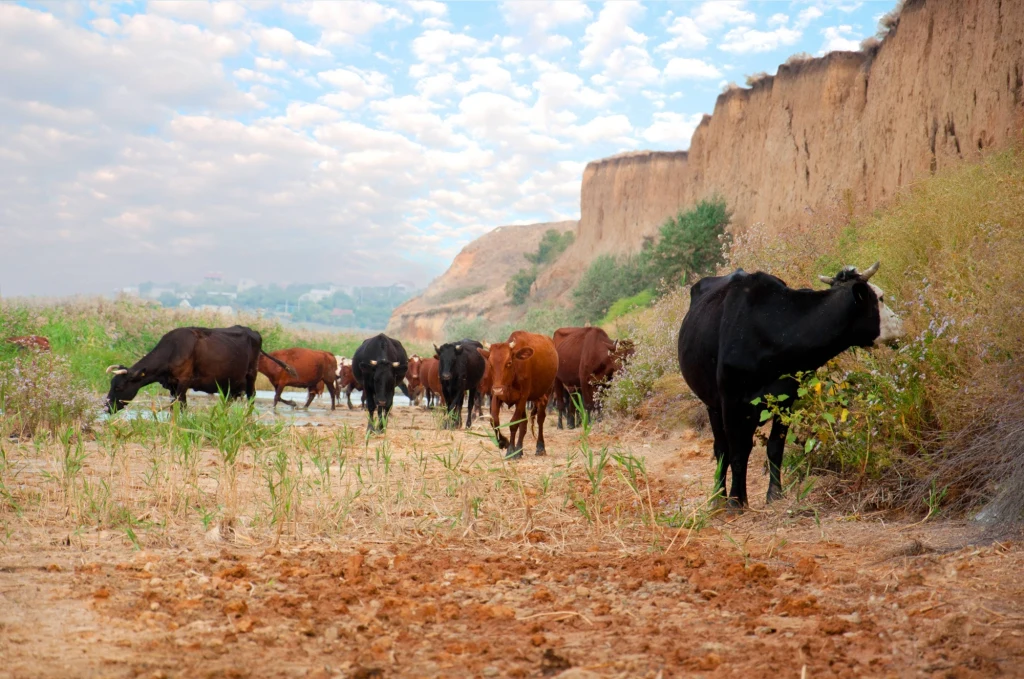 Krowy uratują afrykańskie pastwiska przed suszą? Krowy uratują afrykańskie pastwiska przed suszą?