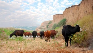 Wypas krów odbuduje przyrodę? Kontrowersyjny eksperyment i śmiałe wnioski