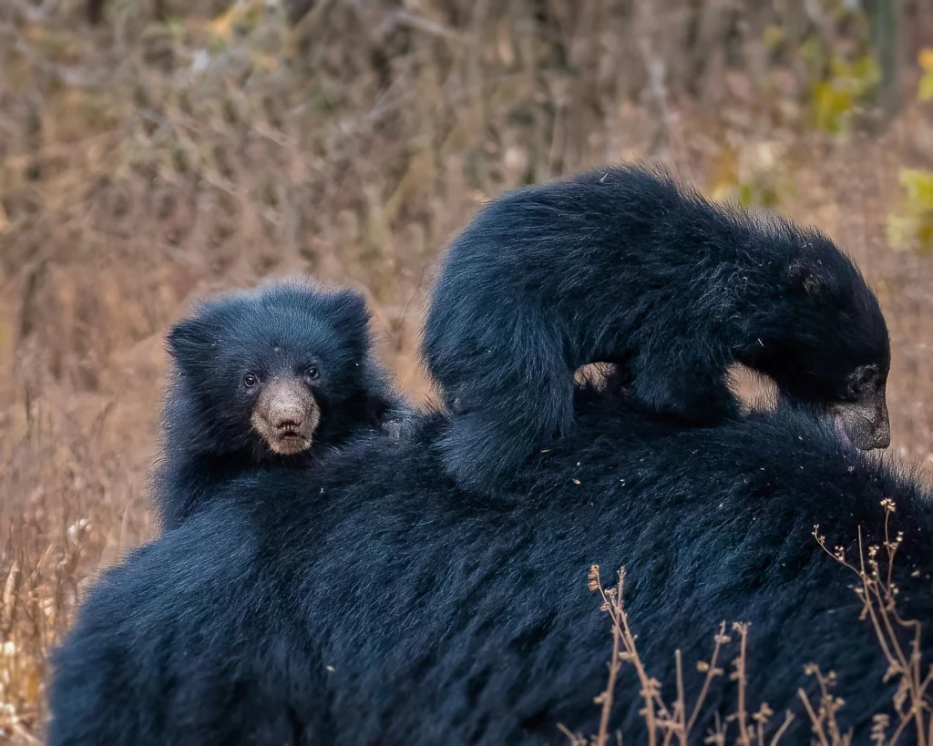 Niedźwiedź czarny występuje w Ameryce Północnej