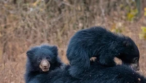 Zastrzelili samicę i trzy niedźwiadki. Zwierzęta nie bały się ludzi