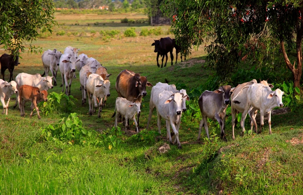 Zbiorowy wypas bydła ma swoje wady i zalety Stado krów różnych kolorów idących przez zielone pastwisko, wokół drzewa oraz otwarta przestrzeń rolnicza, w tle rozciągają się pola i fragmenty zadrzewień.