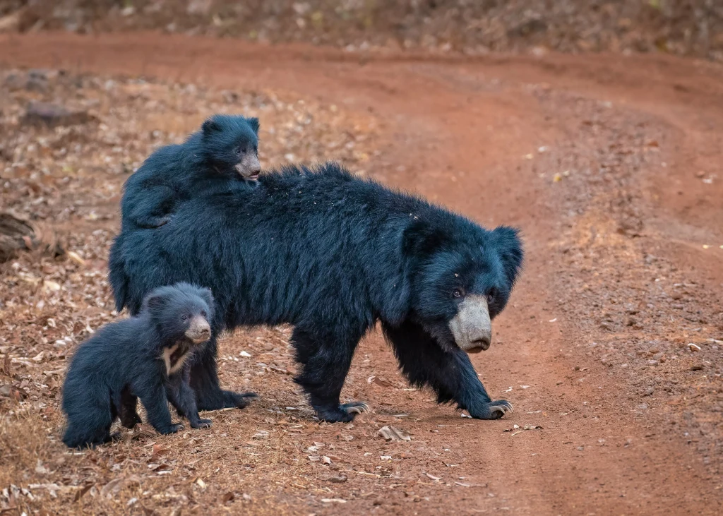 Niedźwiedź ten zimą hibernuje i polega na zapasach tłuszczu zgromadzonych jesienią. Wtedy też musi jeść znacznie więcej, by zgromadzić zapasy.