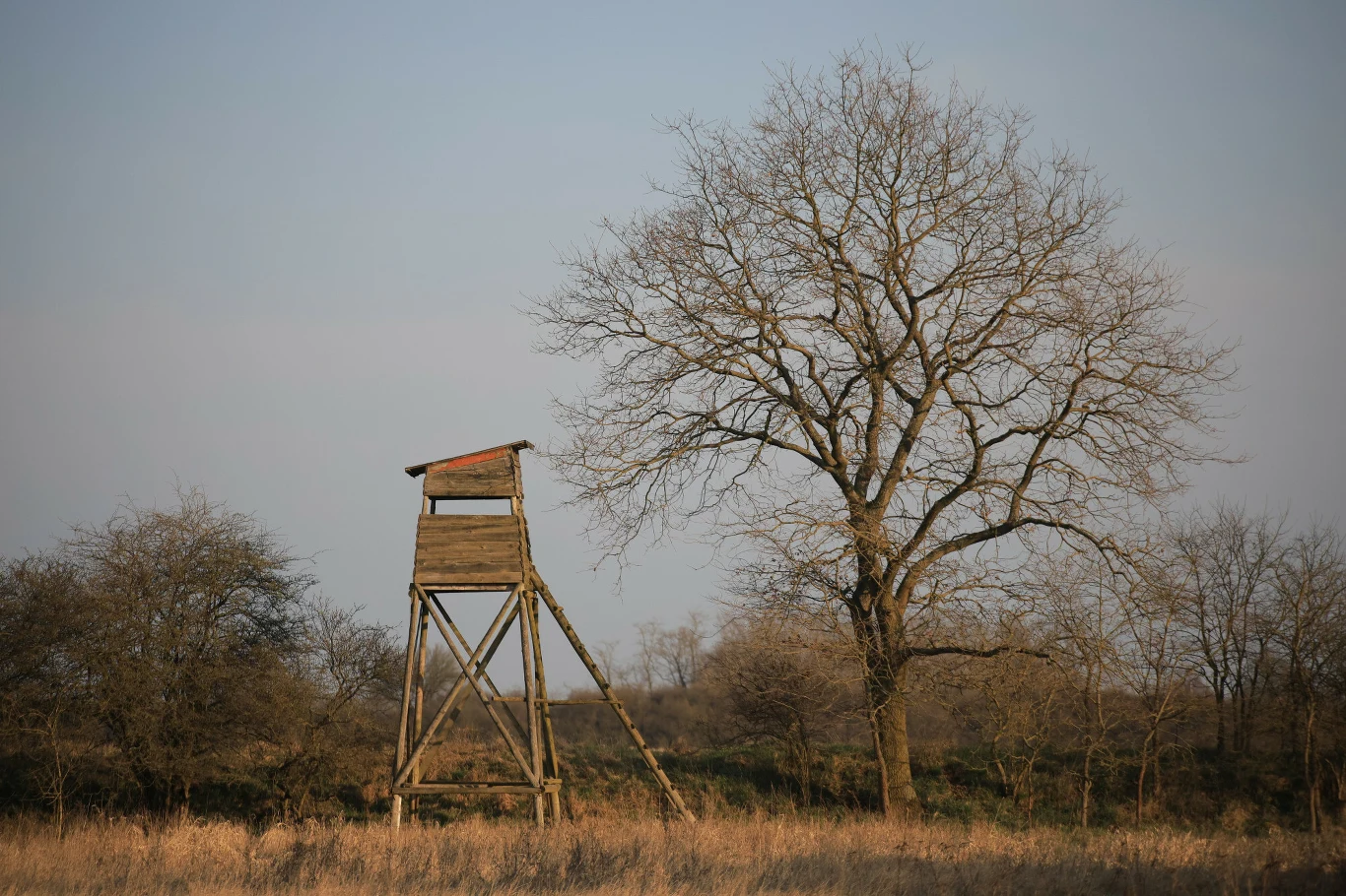 Śmiertelny wypadek na polowaniu. Jest zarzut zabójstwa Stara drewniana ambona myśliwska na otwartym polu w pobliżu dużego, bezlistnego drzewa, otoczona suchą trawą i niewielkimi krzewami.