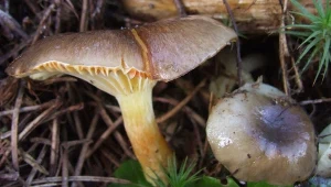 Ten grzyb jest jeszcze lepszy od maślaka. Teraz możesz go znaleźć w lasach