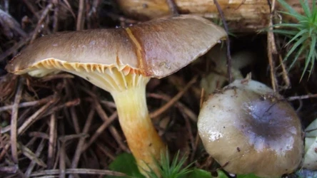 Jak wygląda wodnicha późna?