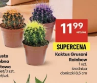 Кактус Rainbow