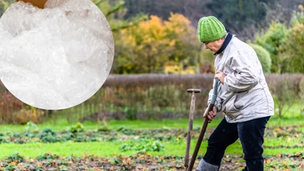 Jak wykorzystać folię bąbelkową w ogrodzie? 