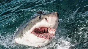 Największy znany samiec żarłacza wynurzył się blisko wielkiego miasta