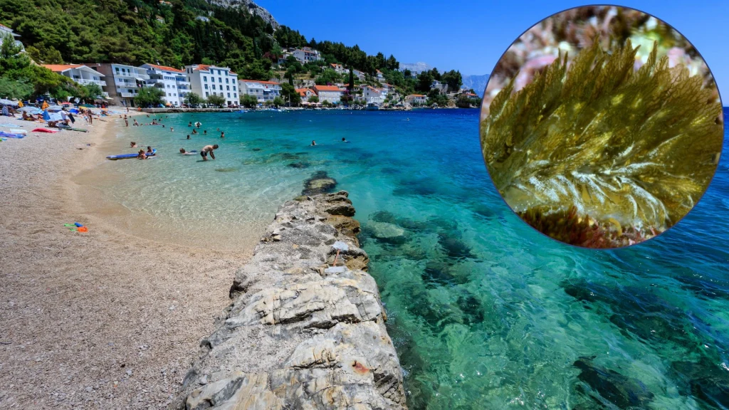 Caliphylla mediterrane pojawił się na wybrzeżu Adriatyku Caliphylla mediterrane pojawił się na wybrzeżu Adriatyku