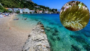 Lubiane przez Polaków morze wyrzuciło coś podobnego do liścia. Coś żywego