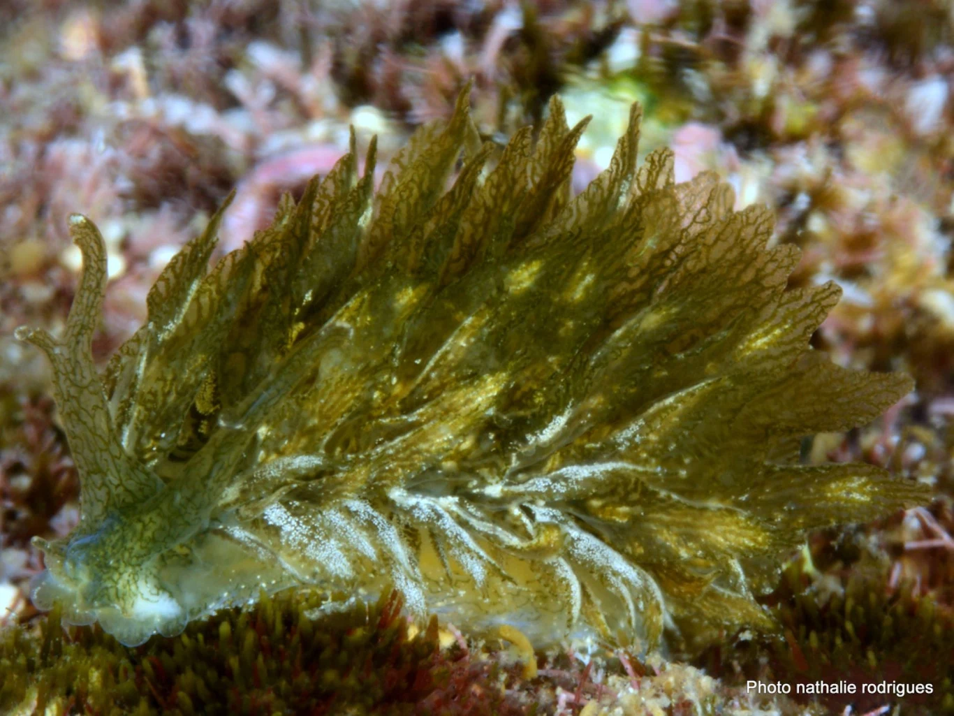 Caliphylla mediterranea to podobny do liścia ślimak z Morza Śródziemnego Morski ślimak pokryty liściastymi wypustkami, maskujący się wśród podwodnych glonów i roślinności.