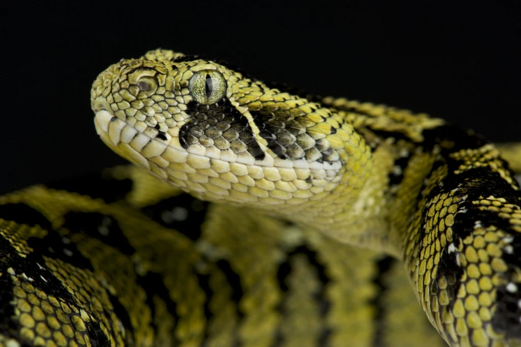 Bitis parviocula to żmija żyjąca tylko w Etiopii