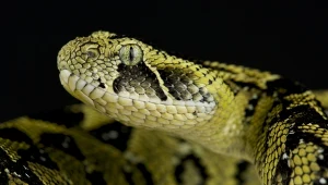 Chcą specjalnej decyzji w sprawie jadowitego węża. Nie ma wyjścia