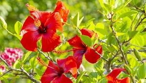 Jak pielęgnować różę chińską w domu? Kwiat, który zachwyca