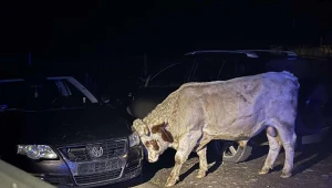Nietypowa akcja służb w Małopolsce. Rozjuszone zwierzęta namierzał dron