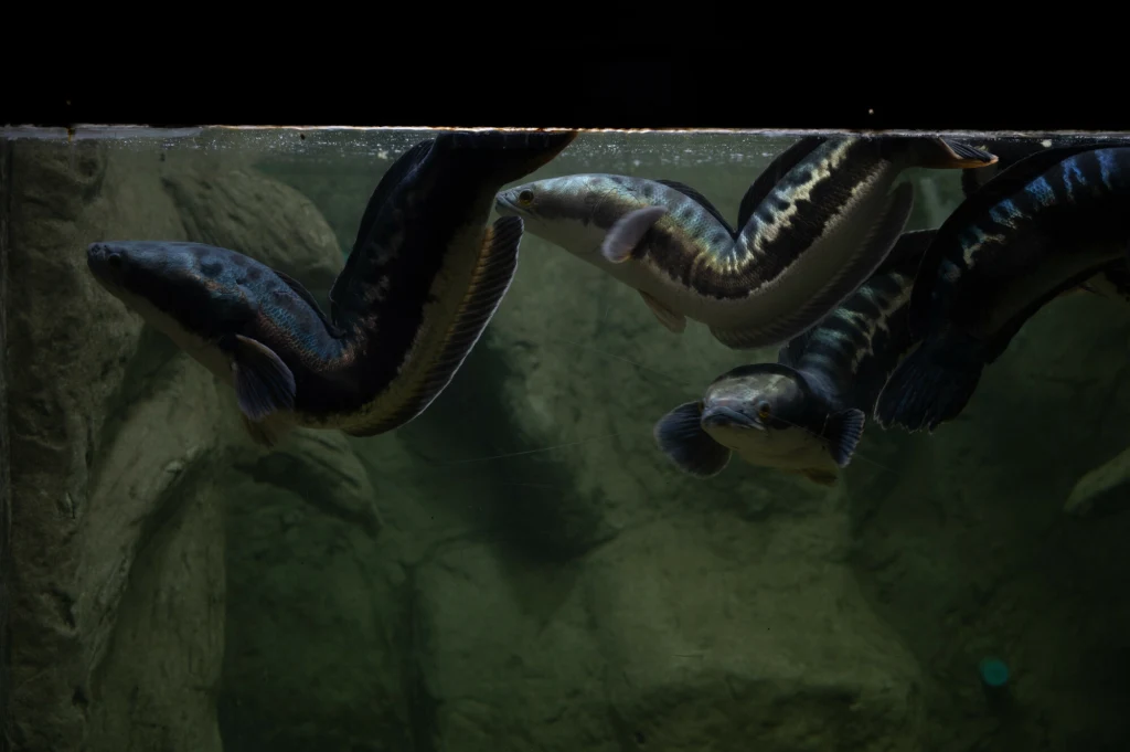 Żmijogłowy to ryby inwazyjne Żmijogłowy to ryby inwazyjne