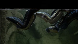 Wychyla się z wody i sieje postrach w kolejnych rzekach. Znaleźli sposób