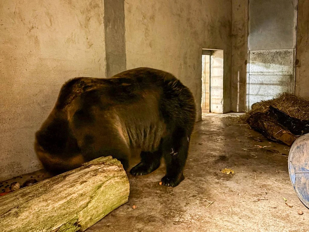 Transport i przeniesienie zwierzęcia odbyły się pod kontrolą lekarza weterynarii i specjalistów z poznańskiego zoo Transport i przeniesienie zwierzęcia odbyły się pod kontrolą lekarza weterynarii i specjalistów z poznańskiego zoo
