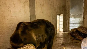 Z cyrku do zoo. Doświadczona niedźwiedzica trafiła do Poznania