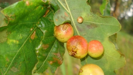 Jak powstają galasy? Nie uwierzysz, co znajduje się w środku.