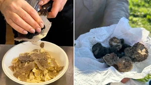 Te grzyby kosztują krocie. Szukają ich z psami