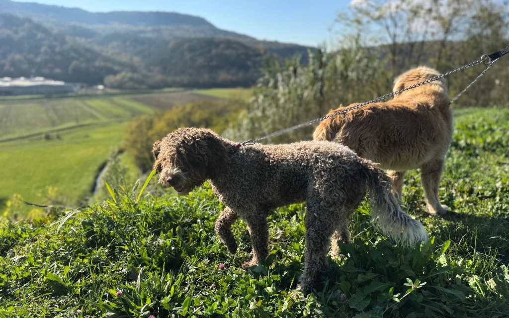 Gea i Badi gotowi na polowanie Dwa psy na smyczy stoją na zielonym wzgórzu z widokiem na rozległe pola i góry w tle, promienie słońca lekko oświetlają sierść zwierząt, a w oddali widać fragment lasu.