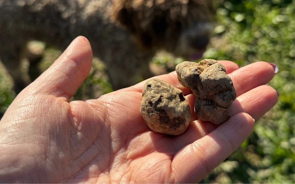 Białej trufli nie można wyhodować, rośnie wyłącznie dziko Dwie trufle trzymane w otwartej dłoni, w tle rozmyty obraz psa i zielona trawa