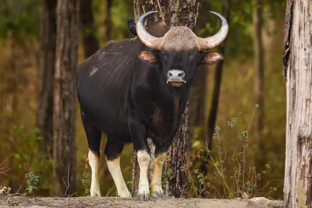 Gaur Gaur