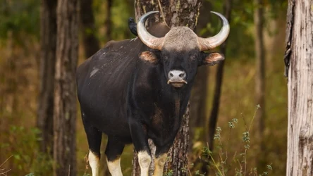 Gaur