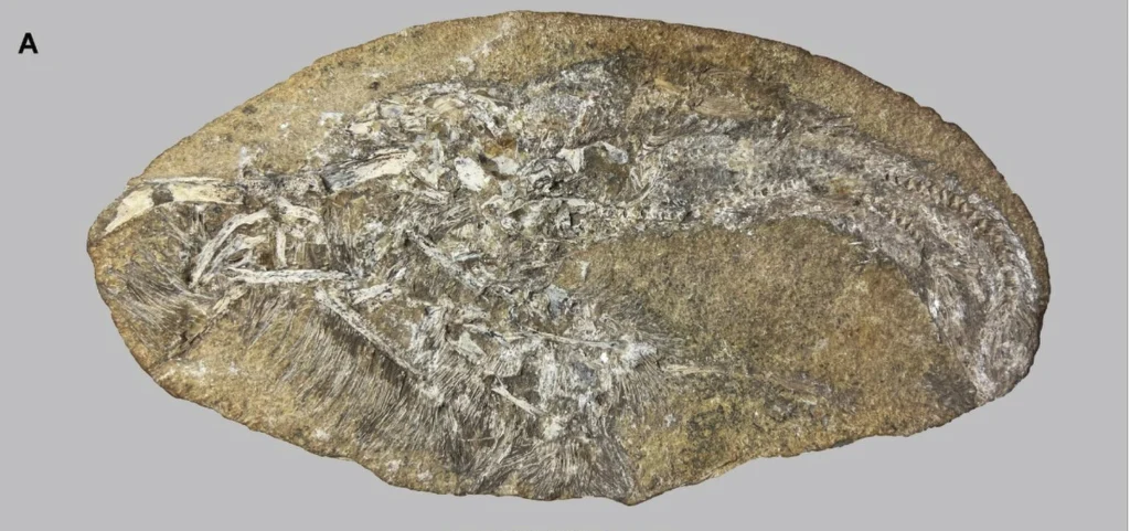 Skamieniałe wymiociny, w których znaleziono dwa nieznane wcześniej gatunki pterozaura Skamieniałe wymiociny, w których znaleziono dwa nieznane wcześniej gatunki pterozaura