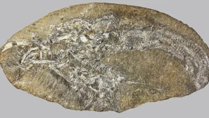 Wymarłe zwierzę wyrzuciło coś z siebie. Zupełnie nowy gatunek