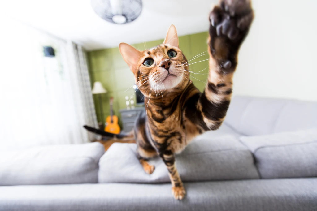 Koty to zwierzaki wręcz stworzone do ruchu i szaleństw Koty to zwierzaki wręcz stworzone do ruchu i szaleństw