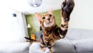 "Koci ninja". Dlaczego koty wykonują szybkie zwroty i ataki "w powietrzu"?