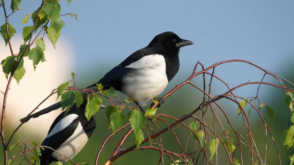 Dwie sroki siedzące na cienkich, giętkich gałązkach drzewa z jasnozielonymi liśćmi, w tle rozmyte niebo oraz delikatnie zarysowane elementy krajobrazu.