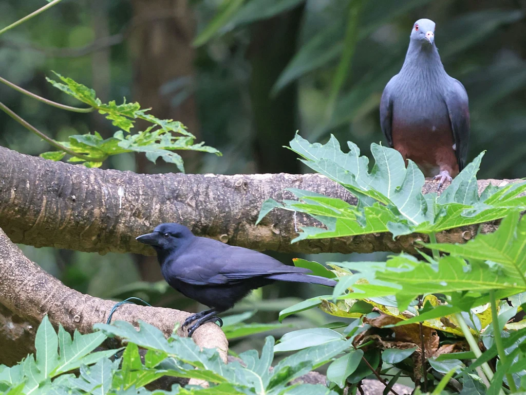 Na zielonych gałęziach drzewa siedzą dwa ptaki, jeden czarny o lśniących piórach i drugi o szarawo-niebieskim upierzeniu, z czerwonymi akcentami na piersi, w otoczeniu bujnych liści.