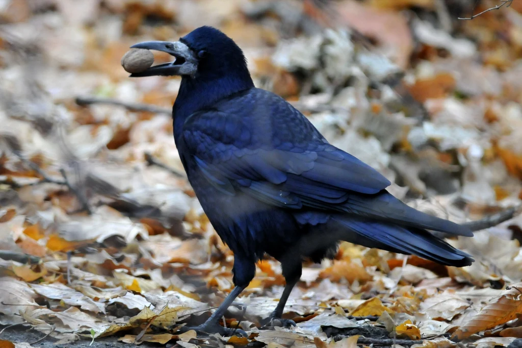 Kruk trzymający orzech w dziobie spaceruje po ziemi pokrytej jesiennymi, suchymi liśćmi.
