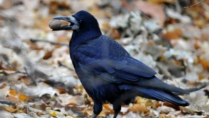 Inteligentne polskie ptaki znikają. Ludzie nie mogą uwierzyć